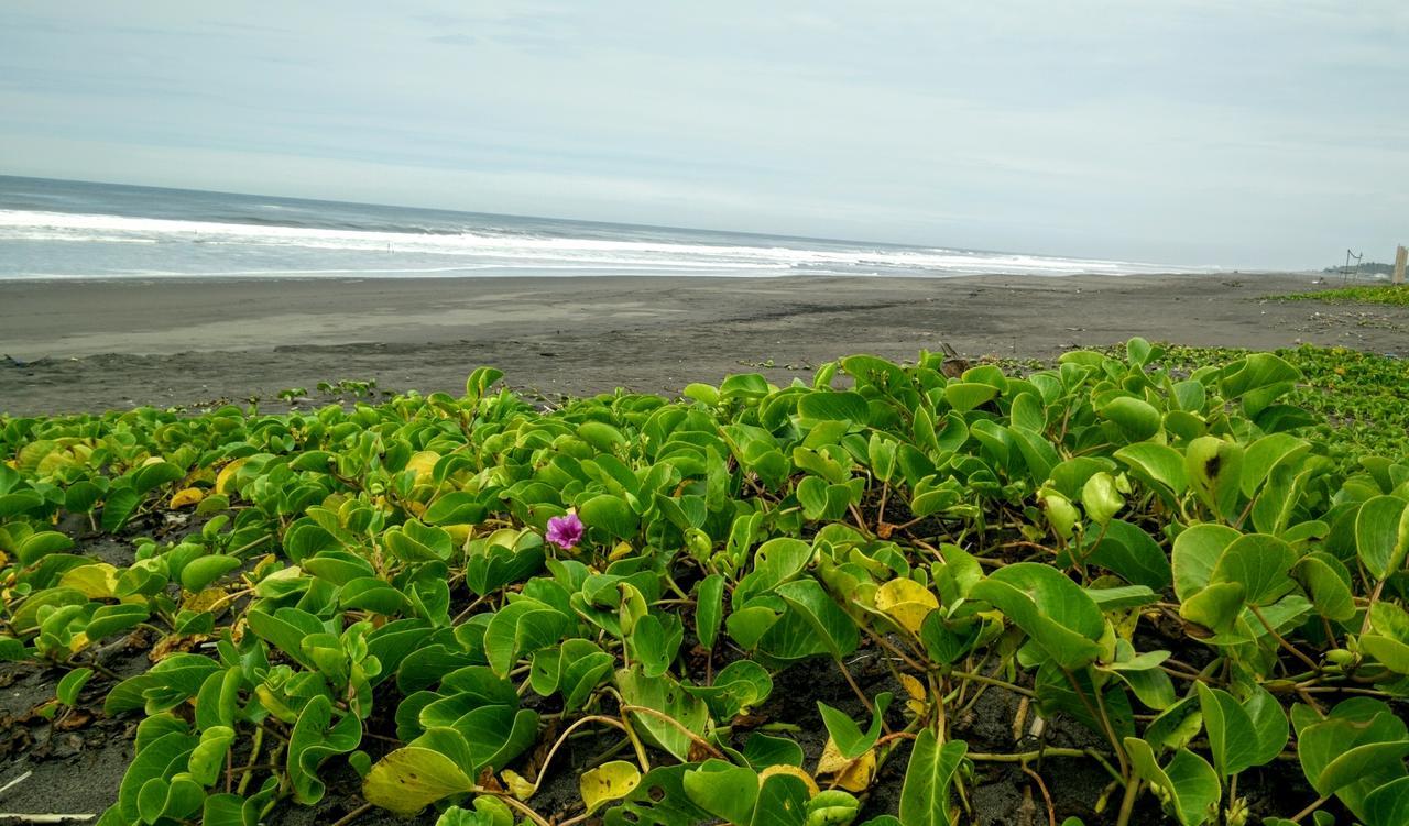 Eco-Hotel Playa Quilombo Las Lisas Eksteriør billede