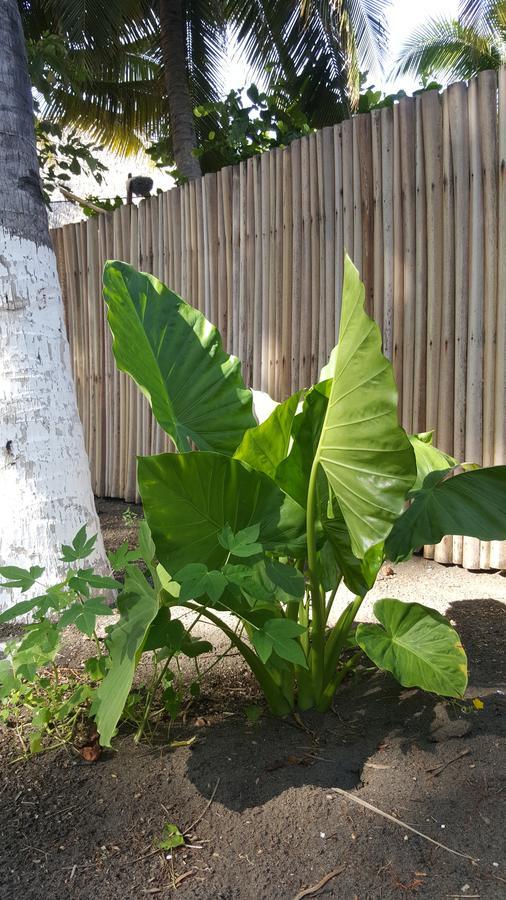 Eco-Hotel Playa Quilombo Las Lisas Eksteriør billede